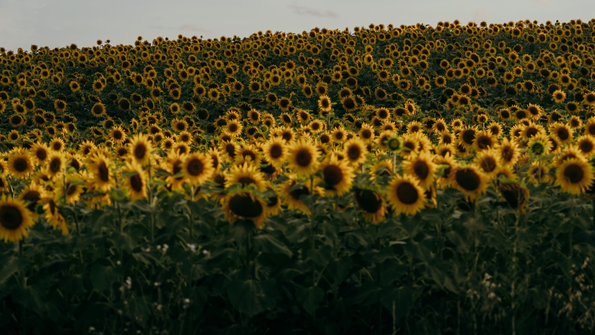 Grants Columbus Area Community Foundation